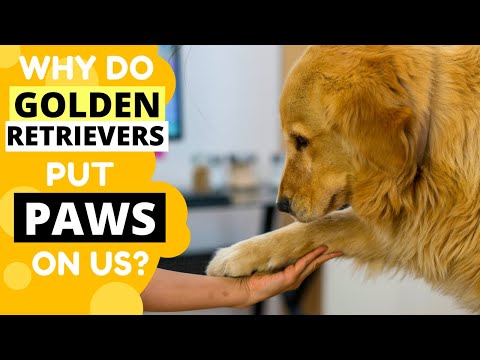 Why do Golden Retrievers put their Paws on you?