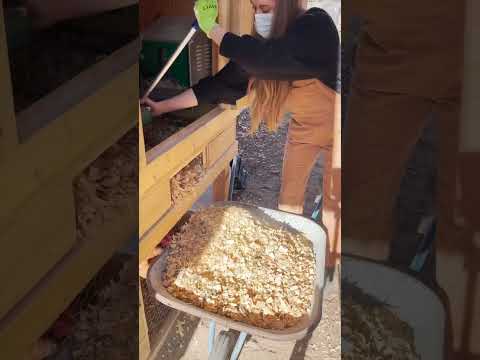 Taking Care Of My Backyard Chickens - Mini Vlog
