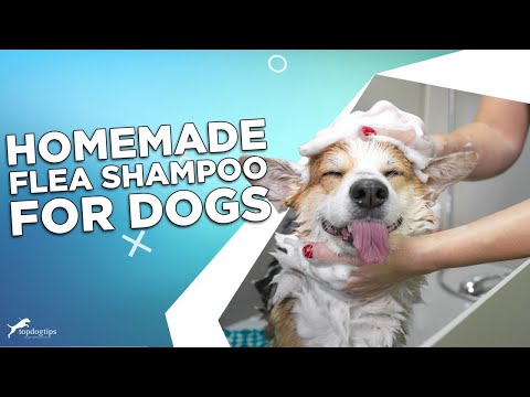 Homemade Flea Shampoo for Dogs: 3 Easy Recipes