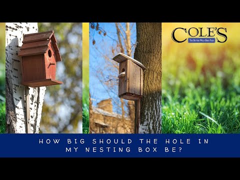 How Big Should The Hole In My Nesting Box Be?